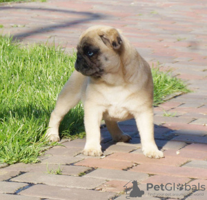Photo №1. pug - for sale in the city of Constanța | 1000$ | Announcement № 45437
