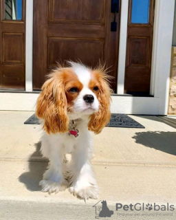 Photo №1. cavalier king charles spaniel - for sale in the city of Helsinki | 475$ | Announcement № 123827