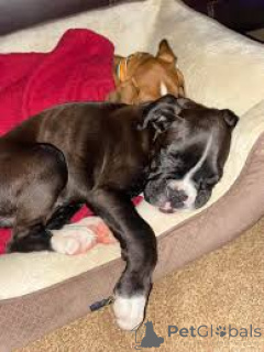 Photo №3. Chiots Boxer à vendre. Belgium