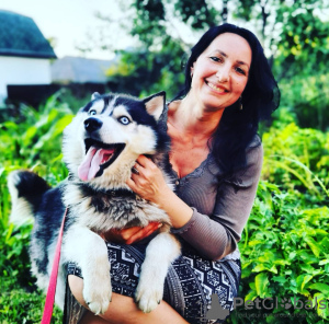 Photo №1. siberian husky - for sale in the city of Миргород | 1400$ | Announcement № 11312