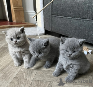 Photo №1. british shorthair - for sale in the city of Wales | 413$ | Announcement № 173493