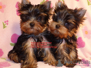 Photo №1. yorkshire terrier - for sale in the city of Tel Aviv | 528$ | Announcement № 82896