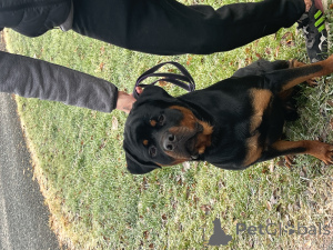 Photo №3. Rottweiler in Poland. Announcement № 135396