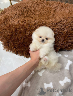 Photo №1. pomeranian - for sale in the city of Amsterdam | 47$ | Announcement № 145457