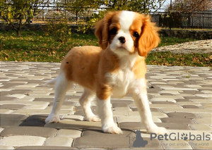 Photo №1. cavalier king charles spaniel - for sale in the city of Kiev | 2000$ | Announcement № 14095