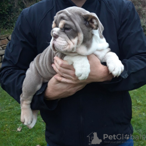 Photo №4. I will sell english bulldog in the city of Papenburg. breeder - price - 475$