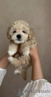 Photo №3. Tiny Maltipoo Puppies Sweet, Smart & Full of Joy!. Germany