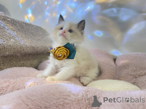 Photo №3. Gorgeous Stunning Registered Pedigree Ragdoll Kittens. Austria