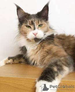 Photo №4. I will sell maine coon in the city of Berlin. breeder - price - 845$