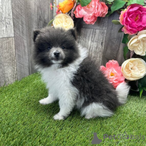 Photo №1. pomeranian - for sale in the city of Chicago | 300$ | Announcement № 45613