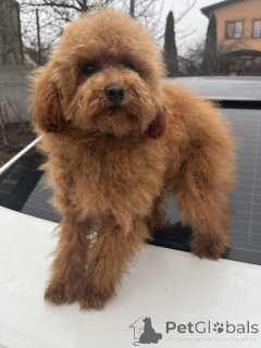 Photo №1. poodle (toy) - for sale in the city of Kiev | 1548$ | Announcement № 160236