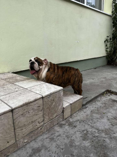 Photo №2 to announcement № 71608 for the sale of english bulldog - buy in Serbia breeder