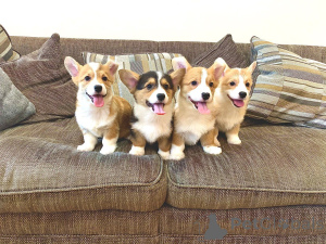 Photo №4. I will sell welsh corgi in the city of Silkeborg. private announcement, breeder - price - 1652$