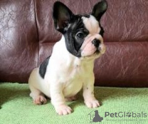 Photo №1. french bulldog - for sale in the city of Saarbrücken | 390$ | Announcement № 128708