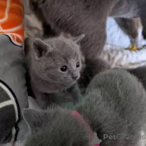 Photo №3. Male And Female Russian Blue Kittens For Sale. United Kingdom