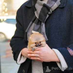Photo №1. pomeranian - for sale in the city of Geneva | negotiated | Announcement № 137274