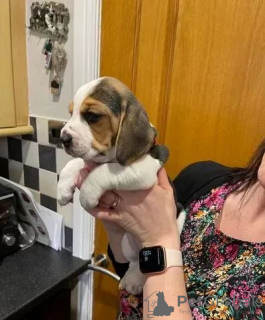 Additional photos: Beautiful beagles puppies