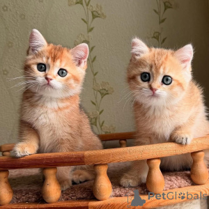 Photo №3. Heres your heartwarming intro  