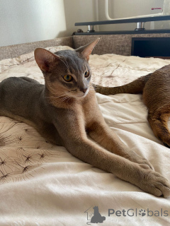 Photo №2 to announcement № 149033 for the sale of abyssinian cat - buy in Russian Federation from nursery, breeder