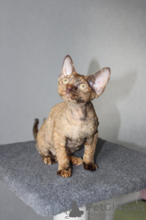 Photo №1. devon rex - for sale in the city of Mogilyov | negotiated | Announcement № 75370