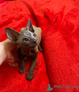 Photo №1. sphynx cat - for sale in the city of Valmiera | 317$ | Announcement № 51331