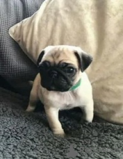 Photo №1. pug - for sale in the city of Witten | 599$ | Announcement № 175185