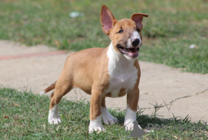 Additional photos: Mini Bull Terrier puppies