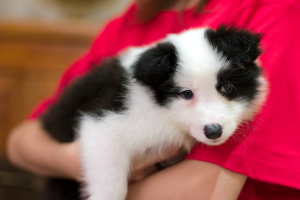 Photo №1. border collie - for sale in the city of Moscow | 1000$ | Announcement № 371