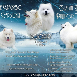 Photo №1. samoyed dog - for sale in the city of Teikovo | 388$ | Announcement № 3175