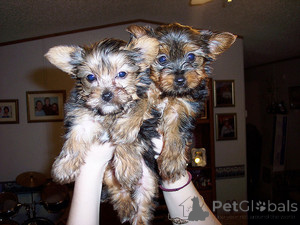 Photo №1. yorkshire terrier - for sale in the city of Aberts | negotiated | Announcement № 174689