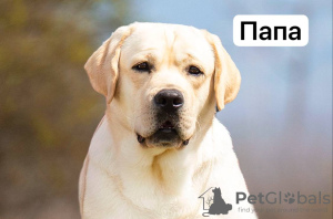 Photo №3. Labrador puppy. Montenegro