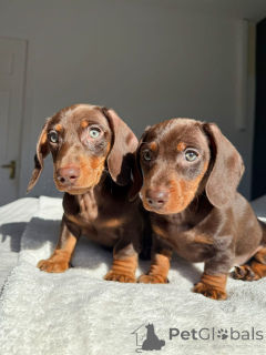 Photo №1. dachshund - for sale in the city of Berlin | negotiated | Announcement № 158390