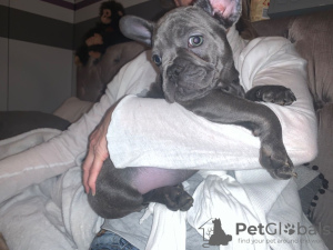 Photo №3. 2 Two Home Trained French Bulldog puppies available now for sale. Germany