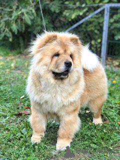 Photo №1. chow chow - for sale in the city of Belgrade | negotiated | Announcement № 155117