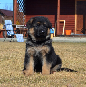 Photo №2 to announcement № 2044 for the sale of german shepherd - buy in Russian Federation from nursery