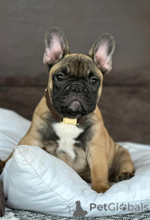 Photo №2 to announcement № 174694 for the sale of french bulldog - buy in Spain 