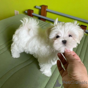 Photo №2 to announcement № 168210 for the sale of  - buy in Croatia 