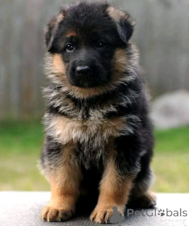Photo №2 to announcement № 136556 for the sale of german shepherd - buy in Germany breeder