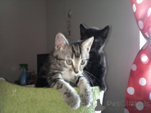 Photo №1. american shorthair - for sale in the city of Bernburg | 361$ | Announcement № 173623