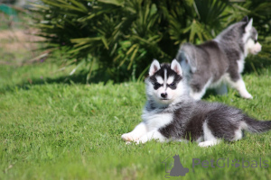 Photo №1. siberian husky - for sale in the city of Helsinki | Is free | Announcement № 167139