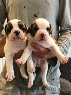 Photo №2 to announcement № 10982 for the sale of american bulldog - buy in Aland Islands 