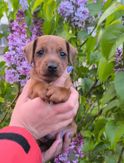 Photo №2 to announcement № 142423 for the sale of miniature pinscher - buy in Belarus from nursery