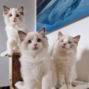Photo №2 to announcement № 164801 for the sale of ragdoll - buy in Germany private announcement, breeder