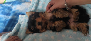 Photo №3. Yorkie puppies. Israel