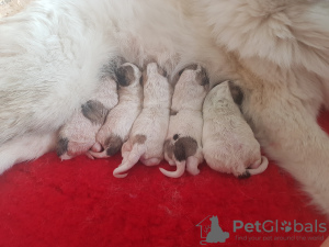 Photo №2 to announcement № 48215 for the sale of great pyrenees - buy in Poland breeder