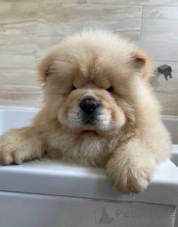 Photo №1. chow chow - for sale in the city of Clermont | 350$ | Announcement № 174017