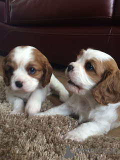 Photo №1. cavalier king charles spaniel - for sale in the city of Augustów | negotiated | Announcement № 168276
