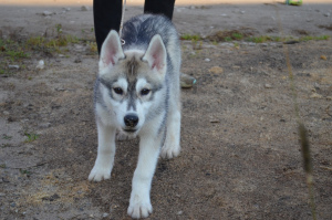 Photo №1. siberian husky - for sale in the city of Permian | 195$ | Announcement № 3649
