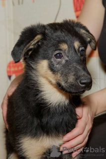 Photo №3. Puppy Lara is looking for a family. Russian Federation