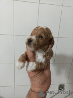 Photo №2 to announcement № 148788 for the sale of maltipu - buy in Serbia breeder